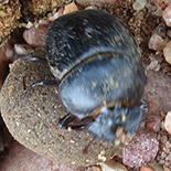 Scarabaeus zambesianus